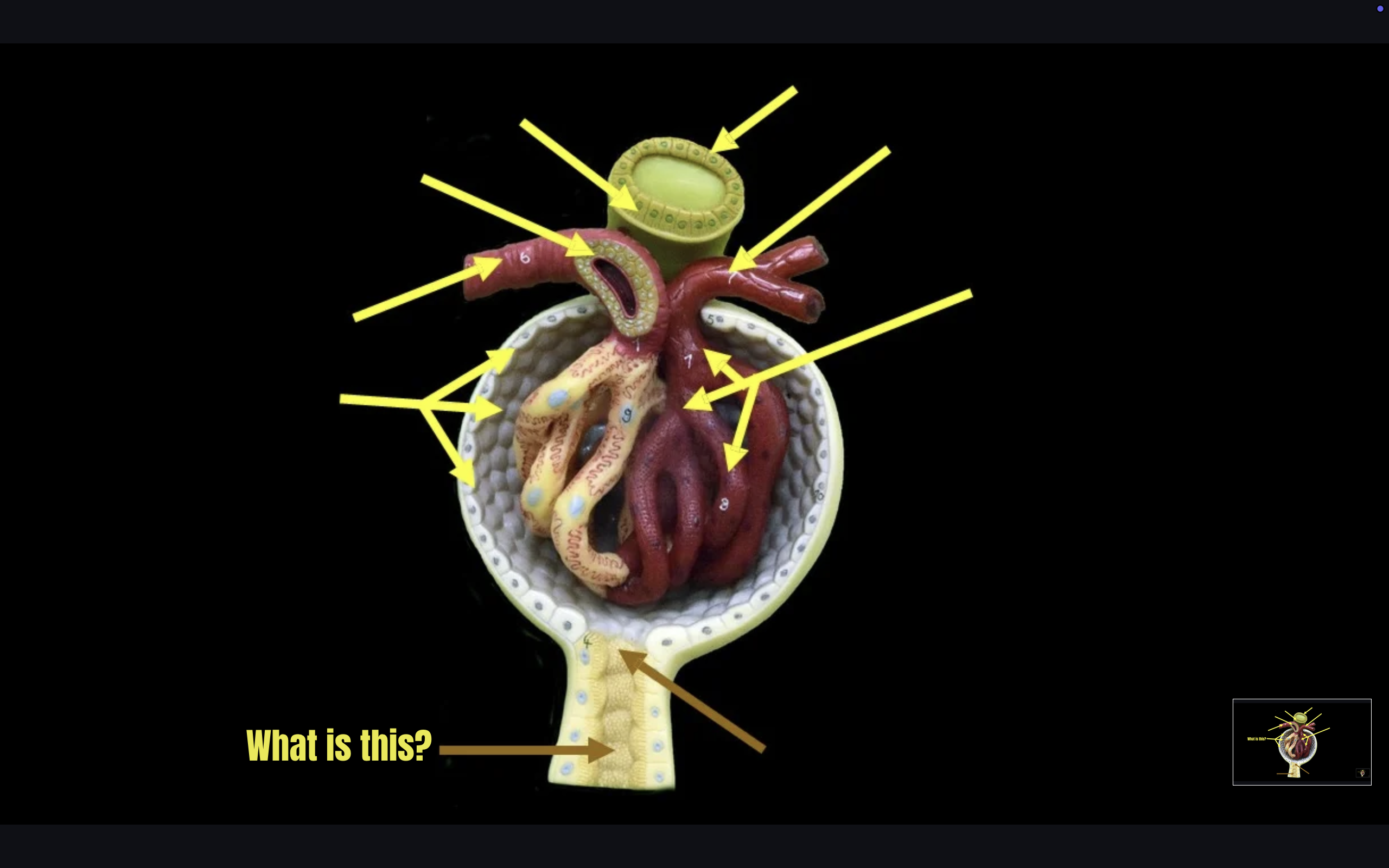 term image