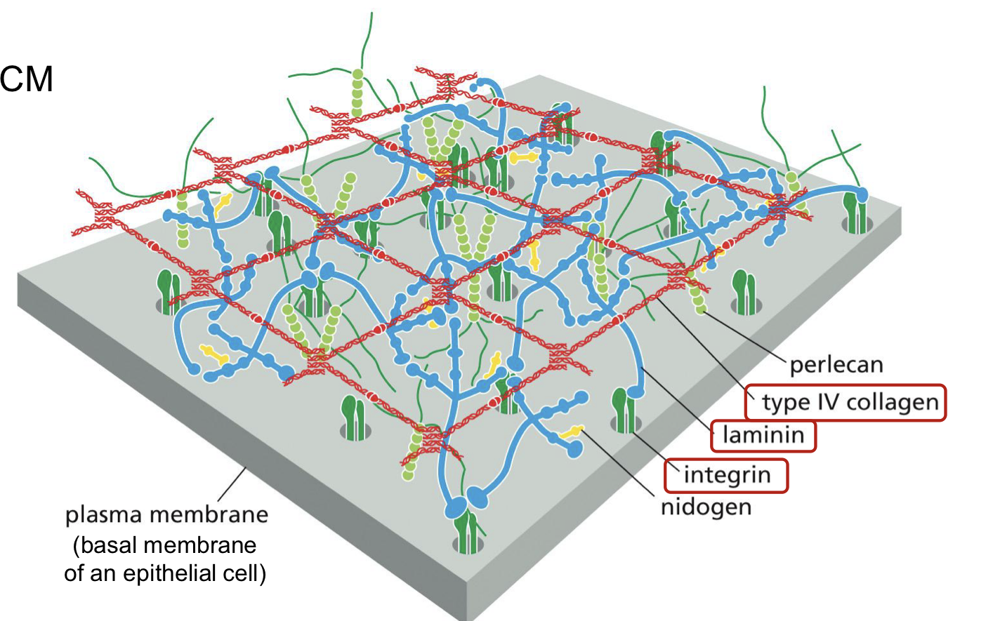 <p>(blue) glycoprotein that organizes basal lamina </p><ul><li><p>Links integrin (green) to type IV collagen (red)</p></li></ul><p></p>