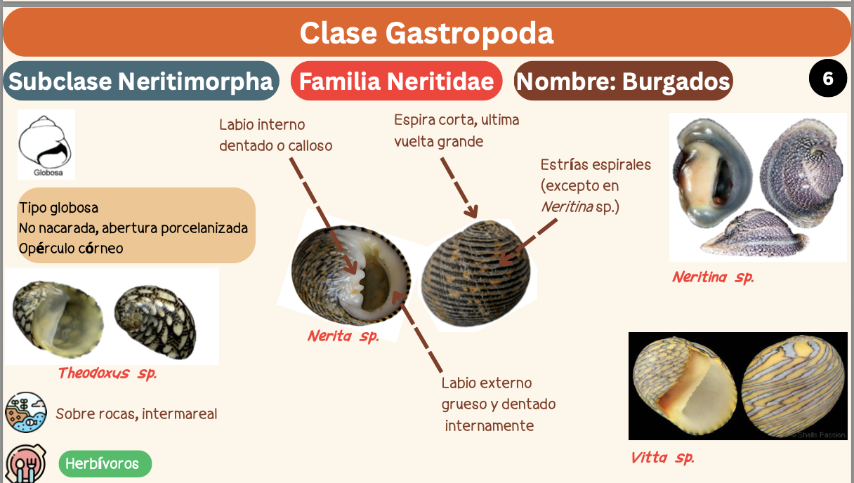 <p><strong>FILO </strong>Mollusca<strong><br>CLASE </strong>Gastropoda (Concha espiral, torsión del cuerpo, pie locomoción)<br><strong>SUBCLASE </strong>Neritimorpha<br><strong>FAMILIA </strong>Neritidae<br><strong>GÉNERO </strong><em><u>Nerita sp</u></em><br><strong>NOMBRE COMÚN </strong>Burgados<strong><br>CARACTERÍSTICAS </strong>Tipo globosa, no nacarada, abertura porcelanizada, opérculo córneo.<br><strong>RÁDULA </strong>Ripidoglosa<strong><br>ALIMENTACIÓN </strong>Herbívoros<strong><br>HÁBITAT </strong>Sobre rocas, intermareal</p>