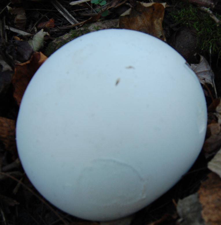 <p><span>Calvatia gigantea</span></p>