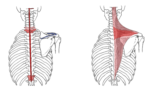 <p>Trapezius Actions</p>