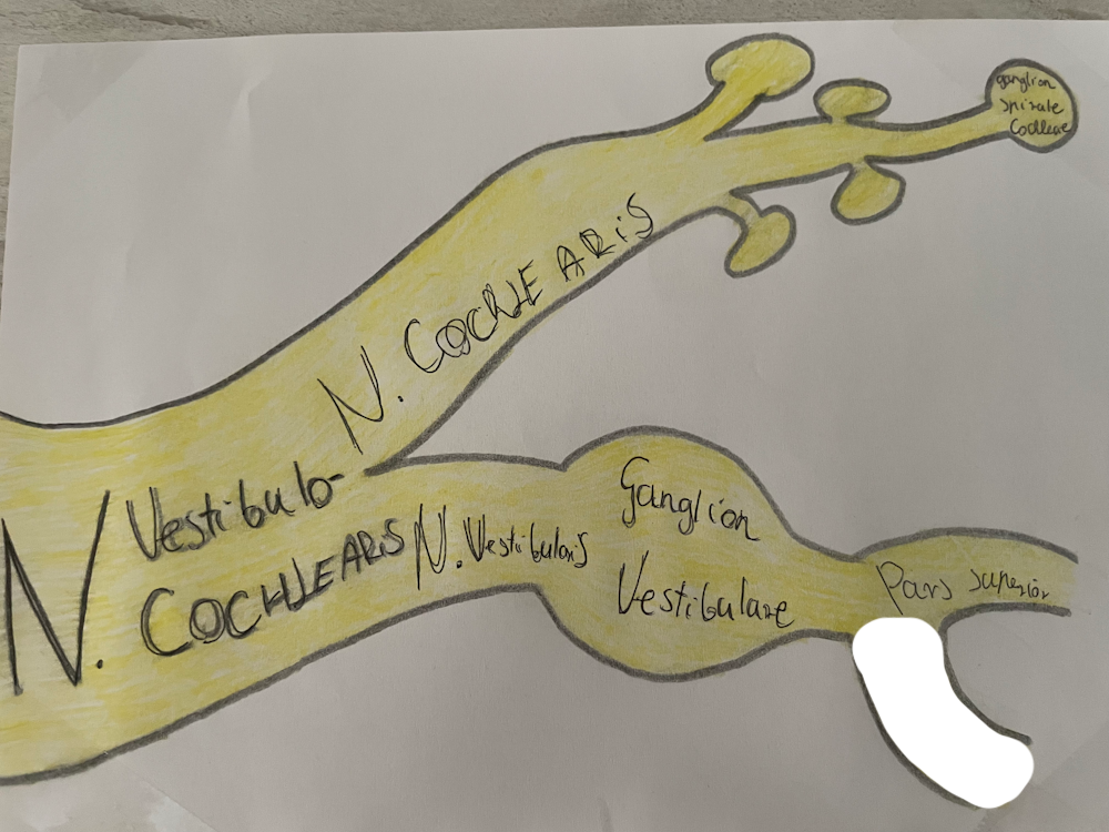 <p>egyensúlyozó ideg alsó része (<span>sacculus, </span>ampulla posterior)</p>