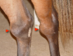 <p>How do you treat tibiotarsal effusion (bog spavin)?</p>
