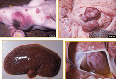 <p>In the U.S., you see a pig with NUMEROUS hemorrhagic internal organs: skin discoloration, bloody diarrhea, petechiae on kidneys.</p><p>What is at the top of your differentials list and what do you do?</p>
