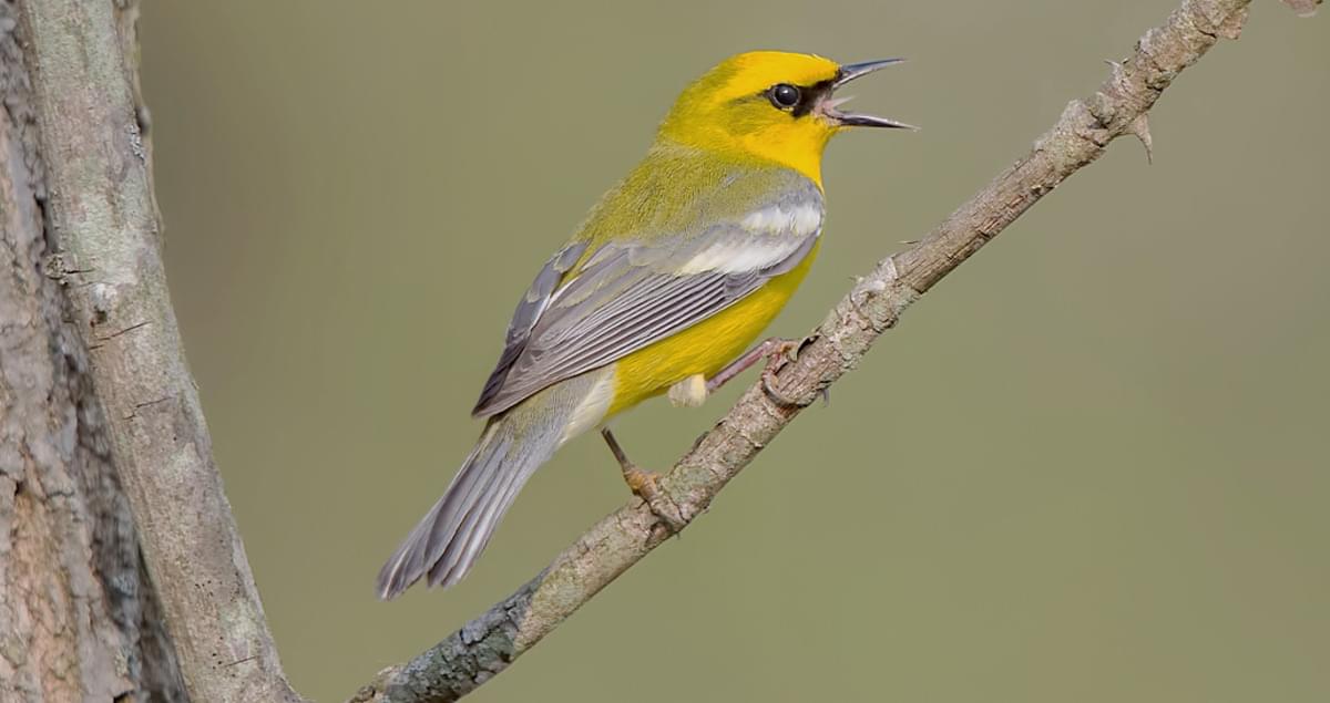 <p>Blue-winged Warbler</p>