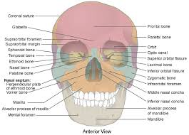 <p>Facial Bones</p>