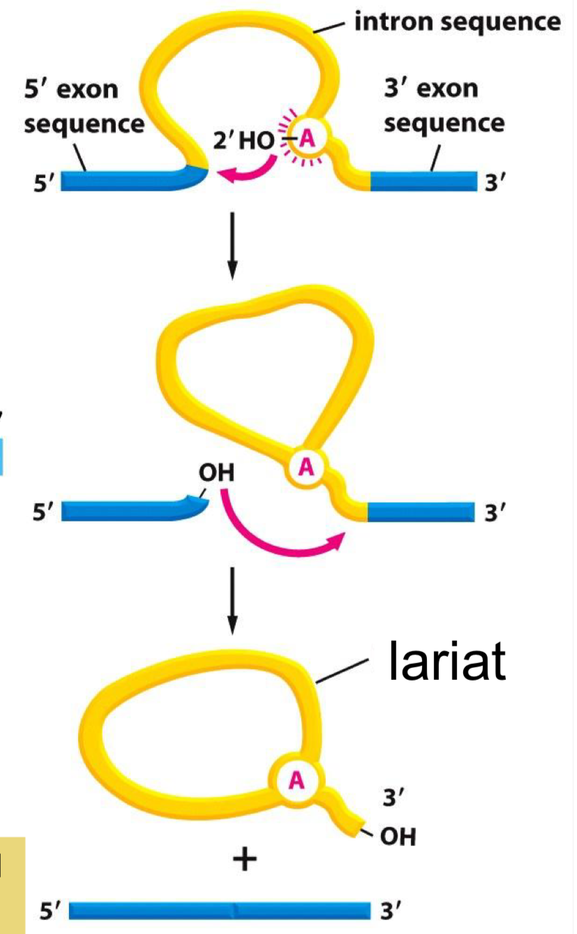 <ul><li><p>special recognition sequences on the pre-mRNA are located at the intron-exon junctions and within the intron</p><ul><li><p>required for intron removal</p></li><li><p>recognized by SnRNPs</p></li></ul></li><li><p>Splice donor site (5’ end of intron) → usually starts with GU</p></li><li><p>Splice acceptor site (3’ end of intron) → usually ends with AG</p></li></ul><p></p>