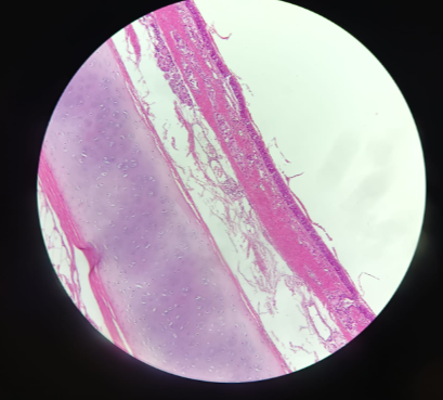 <p>What is this?</p>