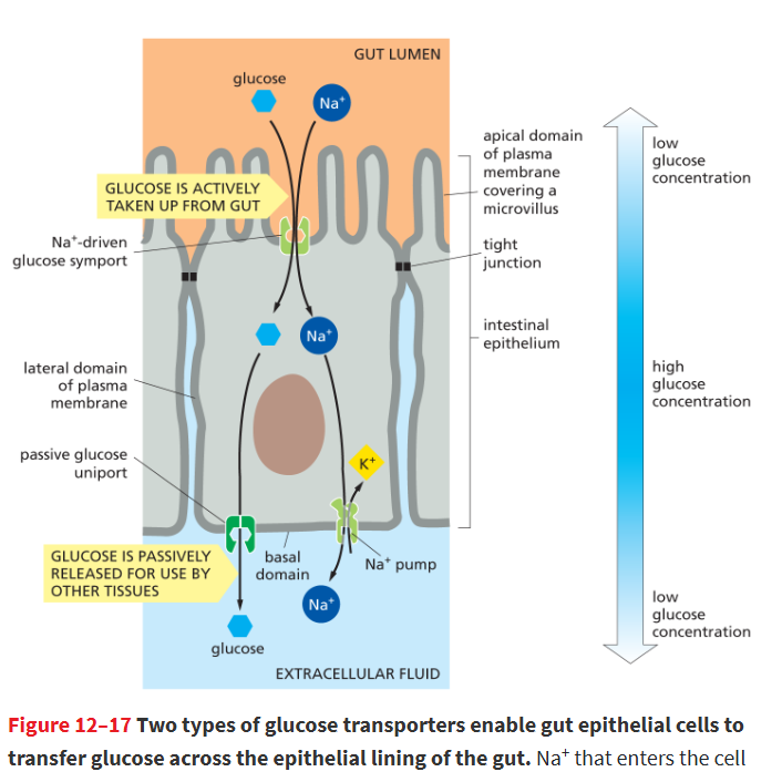 <p>kept in proper domains by a diffusion barrier formed by tight junctions around apex of cell</p><ul><li><p>prevents mixing btwn the 2 membrane domains</p></li><li><p>allows for directional movement of glucose out of intestine and into bloodstream</p></li></ul><p></p>