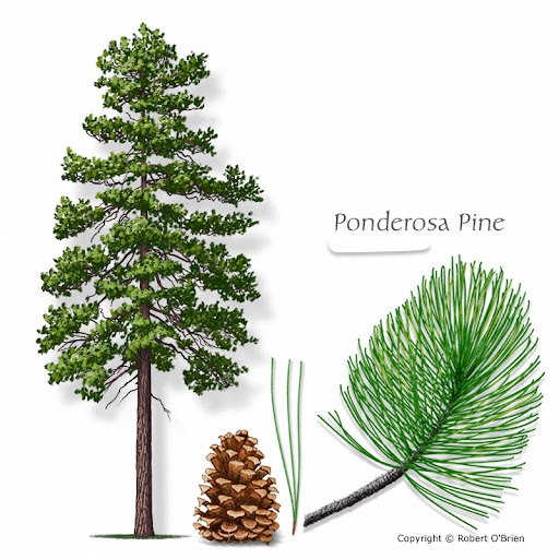 <p>Ponderosa Pine</p>