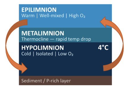 <p><span style="background-color: transparent;">Epilimnion cools, becomes denser, and sinks to bottom, causing mixing the mixing of layers</span></p><ul><li><p><span style="background-color: transparent;">Dimictic lake- turnover happens twice a year (spring and fall)</span></p></li><li><p><span style="background-color: transparent;">Generally good but depends on lakes conditions</span></p></li><li><p><span style="background-color: transparent;">Critical for oxygenation of bottom layer</span></p></li><li><p><span>Internal Loading</span></p></li></ul><p></p>