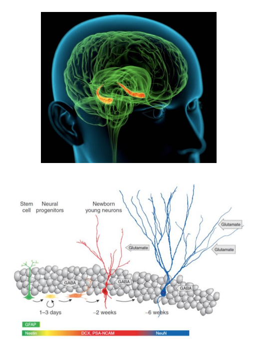 <ul><li><p>In most of the mammalian brain, <em>new neurons are not generated after birth</em></p></li><li><p>The hippocampus might be an exception and show <strong>postnatal neurogenesis</strong></p></li><li><p>New hippocampal cells could affect mood, learning + more</p></li></ul><p></p>