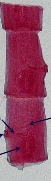 <p>What is this? Class and Phylum. Upper arrow? Bottom Arrow?</p>