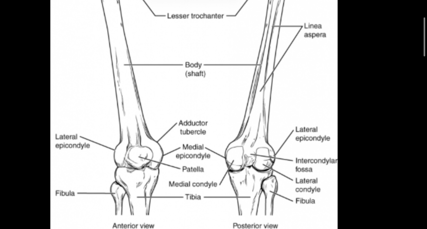 <p>Outside ankle</p>