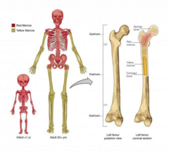 <p>most bones of the body are haematopoietically active</p>