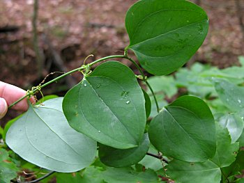 <p>leaves simple, alternate, with 3 prominent veins</p><p>prominent tendrils</p><p>dioecious</p><p>triangular</p><p>leaves underside white</p>