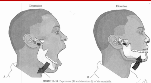 <p>moving a body part <strong>downward</strong></p><ul><li><p>detail: structure moves <em>inferiorly/downwards</em></p></li><li><p>example: <u>opening your mouth</u> (the jaw)</p></li></ul><p></p>