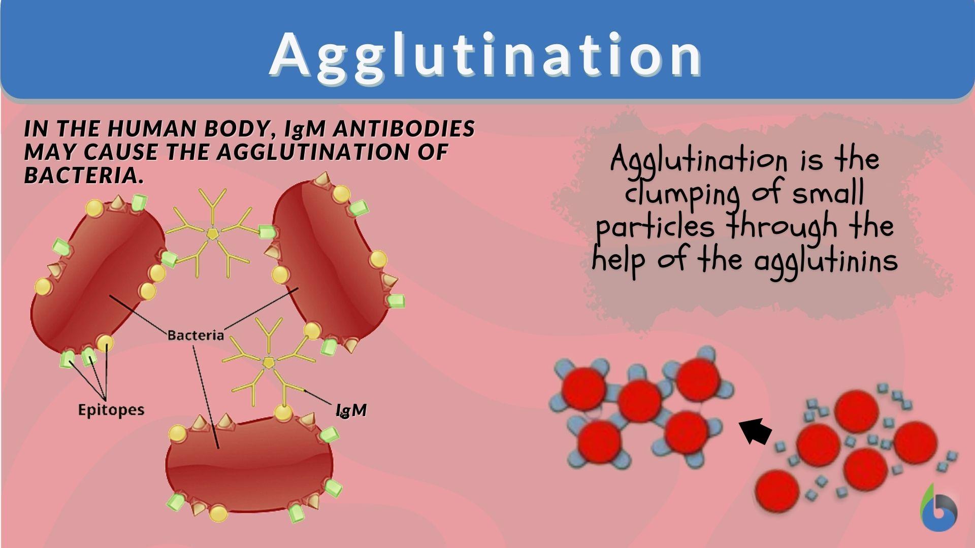<p>Multiple binding sites on antibodies (especially IgM) cross-link pathogens into large clumps, making them easier to filter or ingest</p>