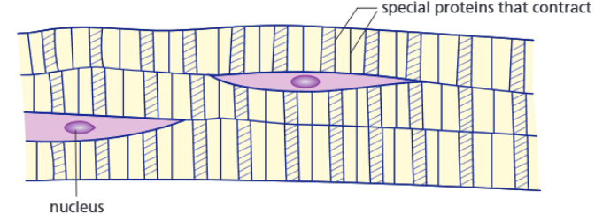 <p><strong>Function:</strong></p><p>Contracts and relaxes which enables movement.</p><p> </p><ul><li><p><span>Skeletal muscle (which is all striated) contract and relax to move bones</span></p></li><li><p><span>Smooth muscle contracts to move food through the digestive system</span></p></li><li><p><span>Cardiac muscle contracts and relaxes to pump blood throughout the body</span></p></li></ul><p><strong>Adaptations:</strong></p><ul><li><p><span>Contains actin and myosin</span></p></li><li><p><span>Lots of mitochondria</span></p></li><li><p><span>Stores glycogen (a type of stored glucose)</span></p></li></ul><p><strong>How adaptations help:</strong></p><ul><li><p><span>Actin and myosin are proteins that enable muscle contraction (by converting ATP into mechanical force)</span></p></li><li><p><span>The mitochondria transfer energy needed for the chemical reactions that occur as the cell contracts/relaxes</span></p></li><li><p><span>Glycogen can be broken down and used in respiration by the mitochondria</span></p></li></ul><p></p>