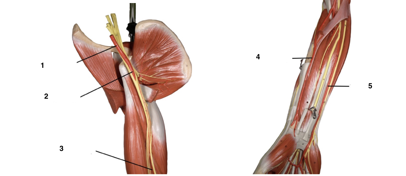 <p>Label these arteries and veins of the circulatory system</p>