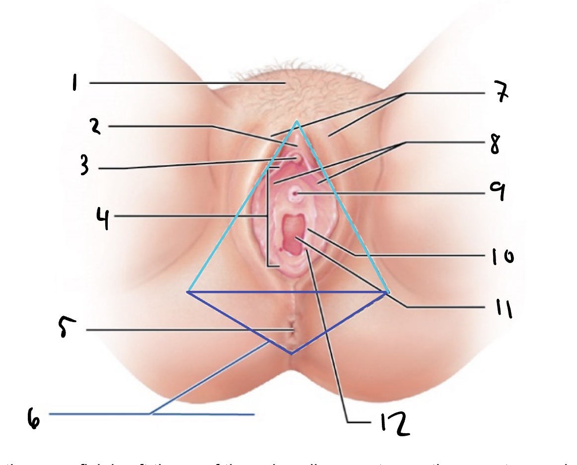 <p>8</p>
