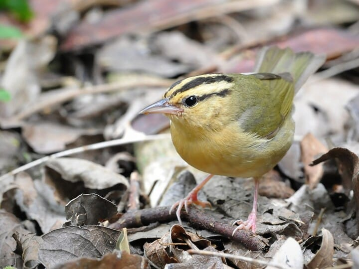 <p>worm-eating warbler</p><p>olive body w/ yellow head <br>dark eye stripe<br>dark stripes on crown </p>