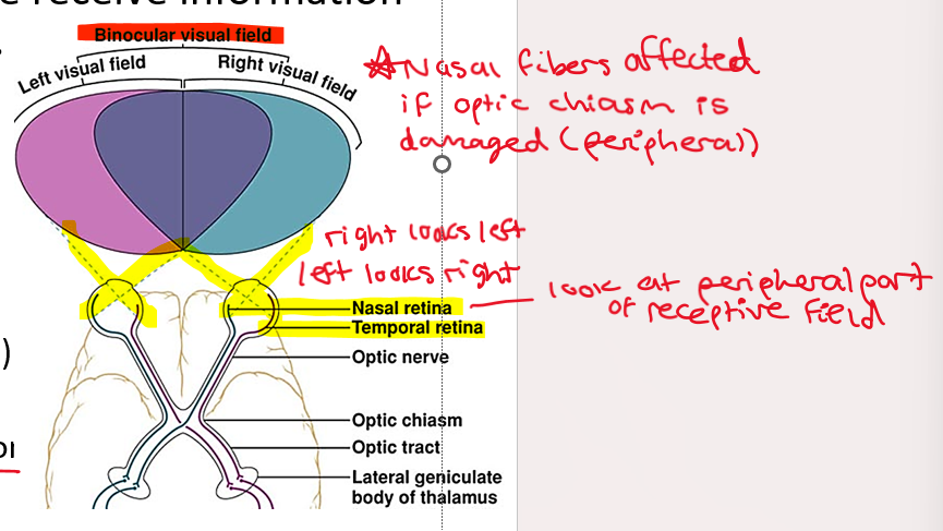 <p>Nasal receptive field</p>