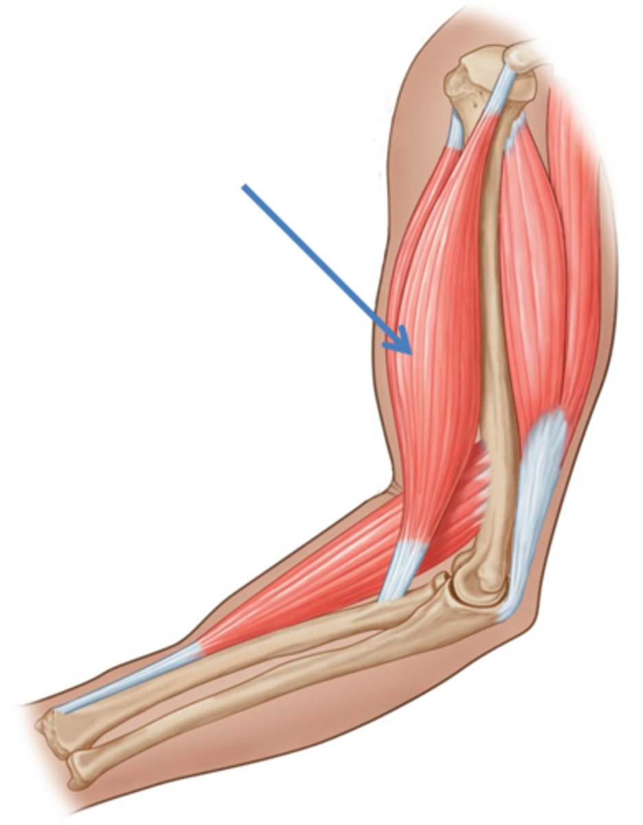 <p>AKA agonist</p><p>Muscle that has the major responsibility for producing a specific movement</p>