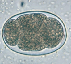 <p>āSteak on a plateā egg</p>
