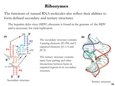 <blockquote><p><strong>The HDV ribozyme is an RNA molecule that acts like an enzyme during hepatitis delta virus replication. Its secondary structure folds into a specific 3D tertiary structure, creating a catalytic site that brings certain nucleotides together and allows the RNA to cut itself at a specific location. This self-cleavage helps process the long viral RNA into the correct pieces needed for replication, showing that RNA structure determines function and that RNA can catalyze chemical reactions.</strong></p></blockquote><p></p><p><span>This slide focuses on <strong>ribozymes</strong>, using the <strong>hepatitis delta virus (HDV) ribozyme</strong> as an example. It emphasizes that some natural (and synthetic) RNA molecules can act as enzymes, and that their catalytic functions depend on forming defined secondary and tertiary structures.</span></p><p></p><p><span>The HDV ribozyme is embedded in the HDV genome and is essential for viral replication, catalyzing self-cleavage of the viral RNA.</span></p><p></p><p><span><strong>Left panel (A): Secondary structure</strong> – The diagram shows the RNA sequence folded into helices and loops. There are <strong>four paired elements (P1–P4)</strong>, shown in different colors, and <strong>two unpaired regions (J1.1/4 and J4/2)</strong>. These structural domains create the framework for catalysis.</span></p><p></p><p><span><strong>Right panel (B): Tertiary structure</strong> – The 3D rendering depicts how the HDV ribozyme folds into a compact catalytic core. The colored helices (red, blue, gray) are connected by loops and junctions, while the surrounding mesh indicates the detailed atomic model. This structure brings distant nucleotides into close proximity to form an active site.</span></p><p></p><p><span>The accompanying note highlights that the <strong>tertiary structure is stabilized by extensive base pairing and other interactions</strong>, particularly in unpaired regions, enabling catalytic activity.</span></p>