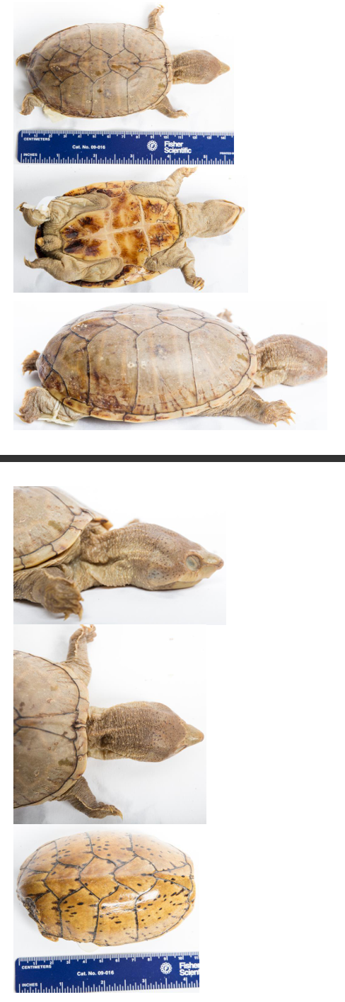 <p>Loggerhead Musk Turtle order & suborder</p>