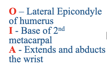 <p>What muscle is being described?</p>