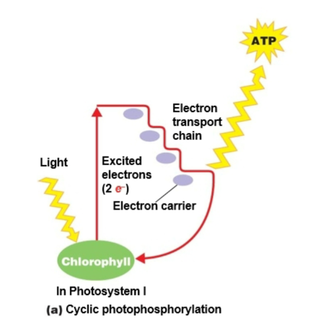<p>Only in light-trapping photosynthetic cells</p><p>Light energy is used to activate electrons and is converted to ATP when electrons (oxidation) are transferred from chlorophyll through a system of carrier cells</p>