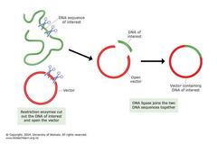 <p>cuts section of plasmid vector with the same enzyme that cut the DNA fragment</p><p>leaves sticky ends (exposed DNA bases) complementary to those of the DNA fragment</p>