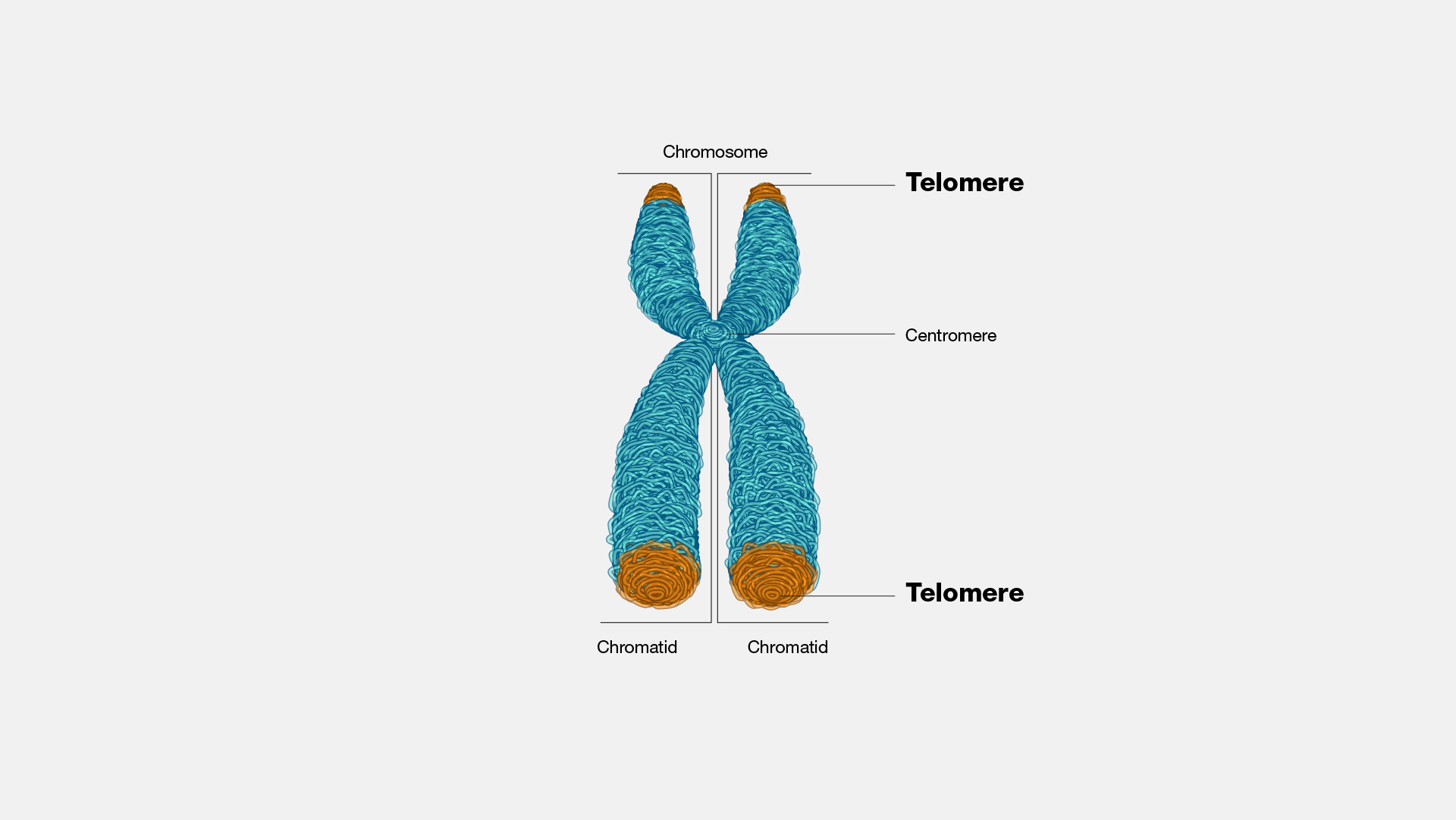 <p>Protective ends of chromosome</p>