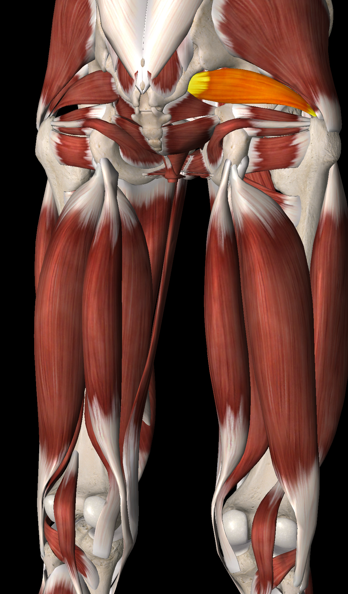 <p>What muscle is this?</p>