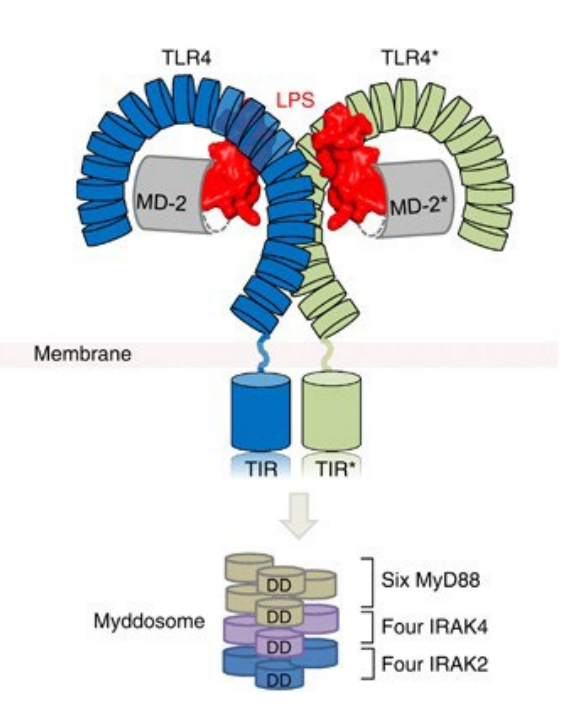 <ul><li><p>most well-known class of PRR</p></li><li><p>rich in leucine repeats (coiled-spring shape)</p></li><li><p>bind many different PAMPs; often work together</p></li><li><p>activation → signalling cascade via NFkB (nuclear factor) → strong innate immune response</p></li></ul><p></p>