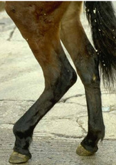 <p>This horse can't extend its distal limb, which nerve could be impacted?</p>