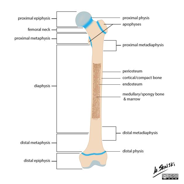 <p>What is inside the diaphysis?</p>