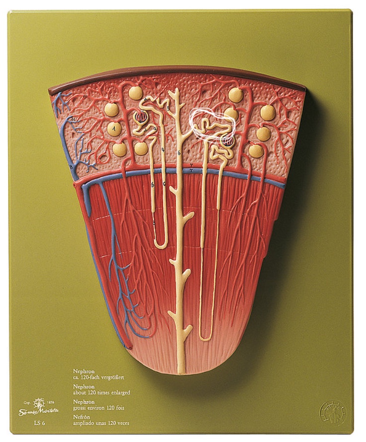 <p>Name this structure</p>