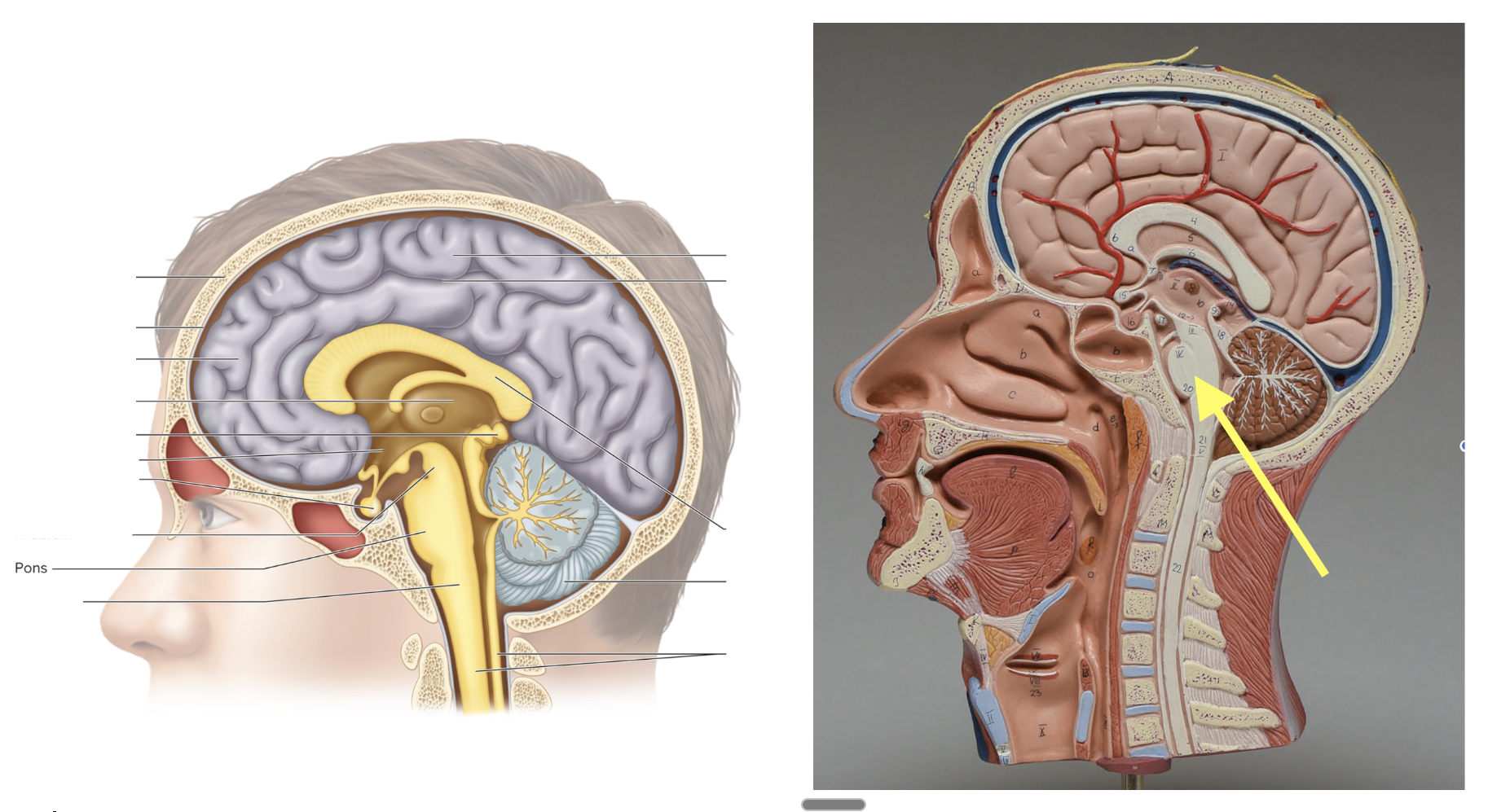 <p><strong>Location: Rounded bulge on the brainstem (middle); Function: Controls breathing rate</strong></p>