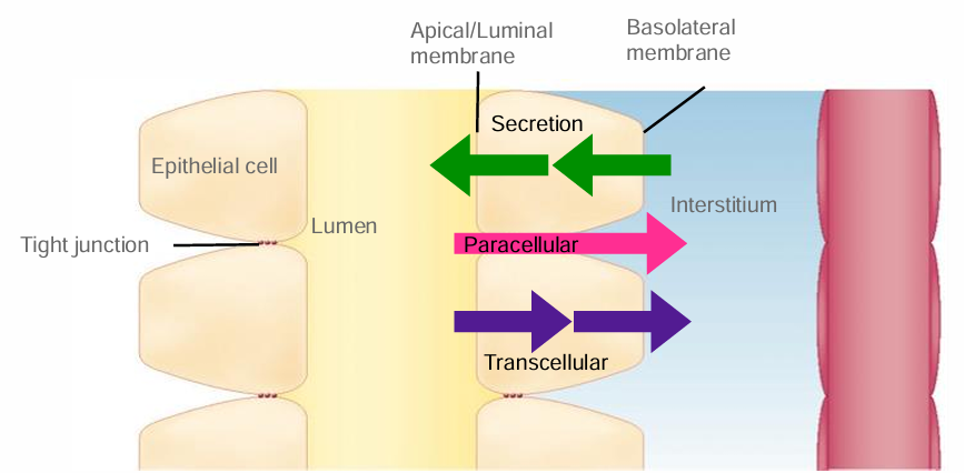 <ul><li><p>1 layer of polar epithelial cells → linked w tight junctions</p></li></ul><ul><li><p>(1) luminal/apical → membrane inside tubule touch filtrate </p></li><li><p>(2) basolateral → membrane outside near interstitium </p></li></ul><p></p><p>tight junctions in btwn epithelial cells → proteins adhere cells together (vary if allow transport or not)</p>