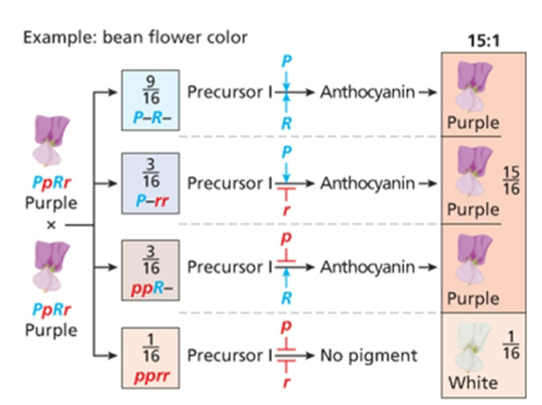 <p>15;1, at least one dominant is needed to get the colored phenotype, double recessive is colorless</p>