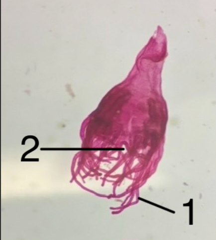 <p>What is 2?</p>