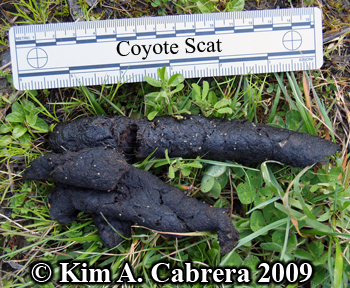 <p>tapered at both ends, high fur and bone content, tubular, 3-6 in long w/ 1 in diameter</p>