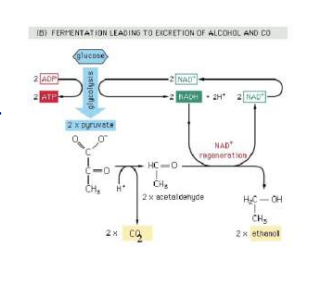 <p>Ze produceren dan ethanol. Dit wordt gedaan voor hetzelfde probleem = vorming van NAD+ </p><ol><li><p>Pyruvaat wordt eerst gedecarboxyleerd tot acetaldehyde </p></li><li><p>Acetaldehyde wordt gereduceerd tot Ethanol. </p></li></ol><p></p><p></p>