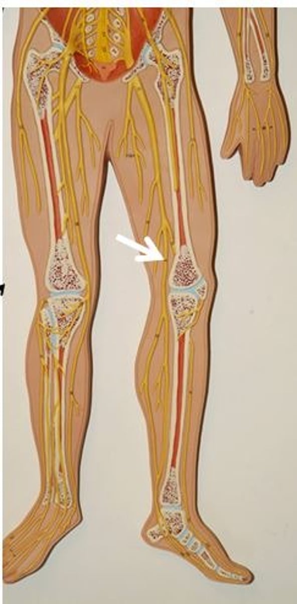 <p>Identify the nerve.</p>