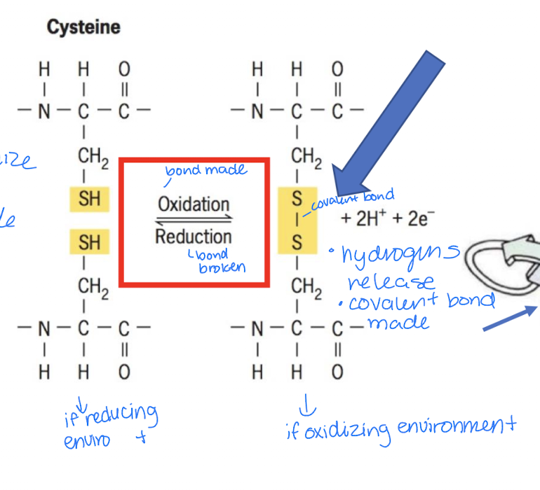 <ul><li><p>Broken in reducing environment/after reduction</p><ul><li><p>S-S bond breaks</p></li></ul></li><li><p>Made in oxidizing environment/after oxidation</p><ul><li><p>S-S bond forms</p></li><li><p>so, disulfide bonds play more important role in structure in proteins that function in an oxidizing environment</p></li></ul></li></ul><p></p>
