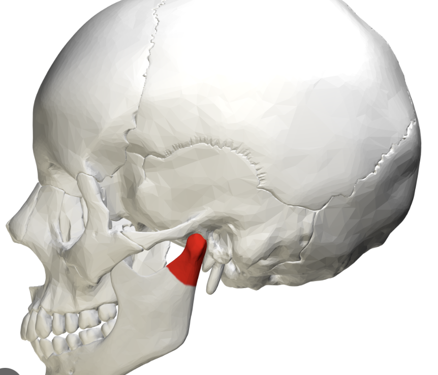 <p>Hint - round ball that fits in jaw socket</p>