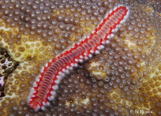 <p>Fireworms defend themselves using hollow setae that inject ______</p>